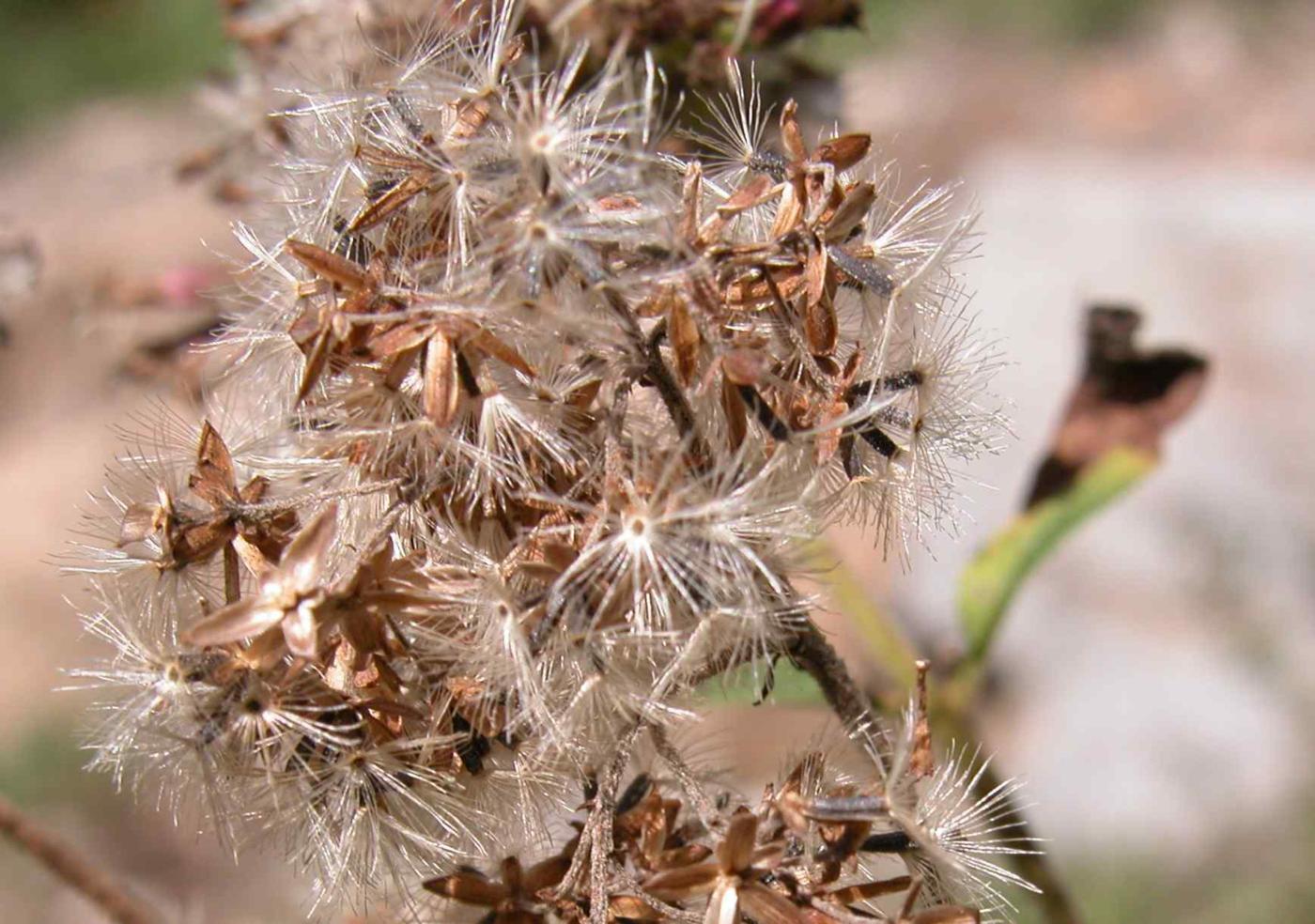 Hemp Agrimony fruit